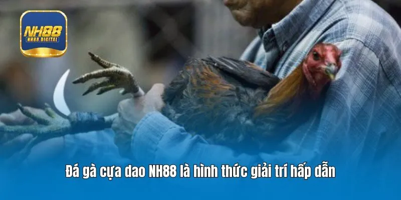Đá gà cựa dao NH88 là hình thức giải trí hấp dẫn